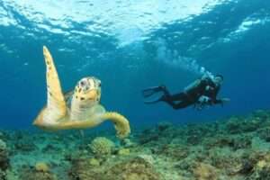 Red-Sea-Diving-Holiday-Packages-Hawksbill-Sea-Turtle-and-Scuba-Diver